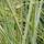 Buy Miscanthus sinensis Morning Light (Silver maiden grass) online from Jacksons Nurseries
