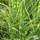 Buy Miscanthus sinensis Zebrinus (Zebra Grass) online from Jacksons Nurseries