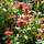 Buy Monarda Cambridge Scarlet (Bergamot) online from Jacksons Nurseries