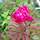 Buy Paeonia lactiflora Karl Rosenfield (Peony) online from Jacksons Nurseries