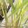 Buy Panicum virgatum Squaw (Switch grass 'Squaw') online from Jacksons Nurseries