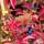Buy Parthenocissus henryana online from Jacksons Nurseries