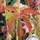 Buy Parthenocissus quinquefolia online from Jacksons Nurseries