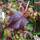 Buy Parthenocissus tricuspidata Veitchii online from Jacksons Nurseries