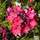 Buy Phlox paniculata Starfire (Garden Phlox) online from Jacksons Nurseries