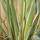 Buy Phormium tenax Variegata (Variegated New Zealand Flax) online from Jacksons Nurseries