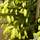 Buy Picea orientalis Aurea online from Jacksons Nurseries