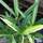 Buy Pleioblastus variegatus online from Jacksons Nurseries