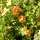 Buy Potentilla fruticosa Red Ace (Cinquefoil) online from Jacksons Nurseries