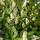 Buy Prunus laurocerasus Otto Luyken  (Dwarf Laurel) online from Jacksons Nurseries