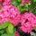 Buy Azealea ex/knap Homebush (Deciduous Hybrid Azalea) online from Jacksons Nurseries