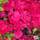 Buy Azalea japonica Mother's day (Evergreen Dwarf Japanese Azalea) online from Jacksons Nurseries