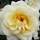 Buy Rosa Elina (Hybrid Tea Rose) online from Jacksons Nurseries