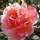 Buy Rosa Fragrant Delight online from Jacksons Nurseries