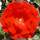 Buy Rosa Paul's Scarlet online from Jacksons Nurseries