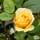 Buy Rosa Absolutely Fabulous online from Jacksons Nurseries