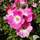 Buy Rosa American Pillar (Rambling Rose) in the UK