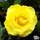 Buy Rosa Freedom (Hybrid Tea Rose) online from Jacksons Nurseries
