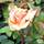 Buy Rosa Indian Summer (Hybrid Tea) online from Jacksons Nurseries