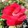 Buy Rosa Precious Platinum (Hybrid Tea Rose) online from Jacksons Nurseries