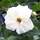 Buy Rosa Princess of Wales (Celebration Floribunda Rose) online from Jacksons Nurseries