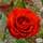 Buy Rosa Remembrance (Celebration Floribunda Rose) online from Jacksons Nurseries