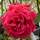 Buy Rosa Ruby Wedding online from Jacksons Nurseries