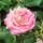 Buy Rosa With Thanks (Hybrid Tea Rose) online from Jacksons Nurseries