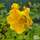 Buy Trollius chinensis Golden Queen (Globe Flower) online from Jackson's Nurseries.