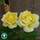 Buy Rosa Arthur Bell (Floribunda Rose) online from Jacksons Nurseries