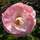 Buy Rosa English Miss (Floribunda Rose) online from Jacksons Nurseries