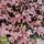 Buy Acer palmatum Atropurpurea (Japanese Maple) online from Jacksons Nurseries