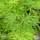 Buy Acer palmatum dissectum Viridis (Japanese Maple) online from Jacksons Nurseries