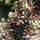 Buy Berberis thunbergii f. atropurpurea Atropurpurea Nana (Barberry) online from Jacksons Nurseries