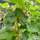 Buy Blackcurrant - Ribes nigrum Ben Sarek online from Jacksons Nurseries