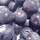 Buy Blueberry - Vaccinium corymbosum Bluecrop online from Jacksons Nurseries