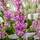 Buy Calluna vulgaris Darkness (Scots Heather) online from Jacksons Nurseries
