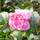 Buy Camellia x williamsii 'Debbie' (Camellia) online from Jacksons Nurseries