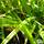 Buy Carex pendula online from Jacksons Nurseries