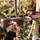 Buy Corylus avellana Red Majestic (Purple Corkscrew Hazel) online from Jacksons Nurseries