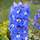 Buy Delphinium Blue Bird (Delphinium) online from Jacksons Nurseries