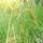 Buy Deschampsia cespitosa Goldtau (Tufted Hair Grass) online from Jacksons Nurseries