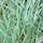 Buy Elymus magellanicus online from Jacksons Nurseries