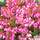 Buy Erica carnea Winter Beauty (Winter Heath Heather) online from Jacksons Nurseries