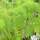 Buy Foeniculum vulgare (Fennel) online from Jacksons Nurseries