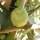 Buy Fig (Ficus) Brown Turkey online from Jacksons Nurseries