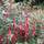 Buy Fuchsia Riccartonii (Fuchsia) online from Jacksons Nurseries