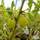 Buy Gooseberry - Ribes uva-crispa Careless online from Jacksons Nurseries