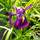 Buy Iris Ensata (Kaempferi) (Japanese Water Iris) online from Jacksons Nurseries