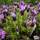 Buy Lavandula stoechas subsp. stoechas (Lavender) online from Jacksons Nurseries